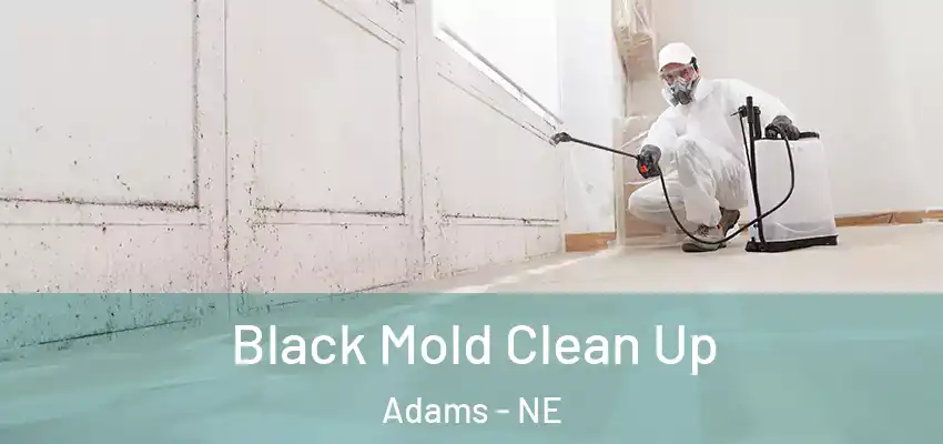  Black Mold Clean Up Adams - NE