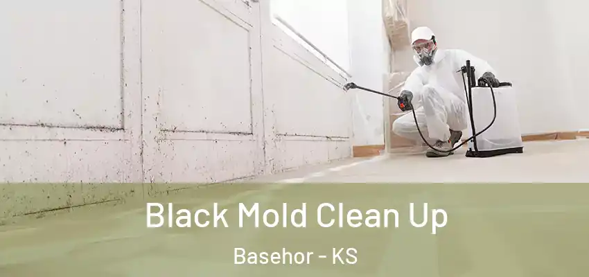  Black Mold Clean Up Basehor - KS