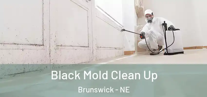  Black Mold Clean Up Brunswick - NE