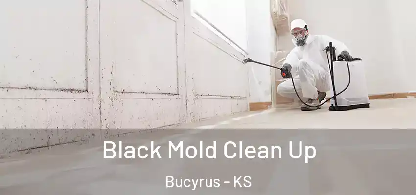  Black Mold Clean Up Bucyrus - KS