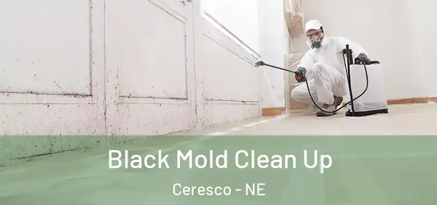  Black Mold Clean Up Ceresco - NE