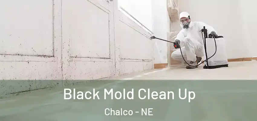  Black Mold Clean Up Chalco - NE