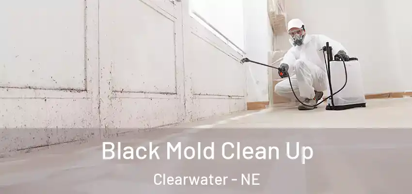  Black Mold Clean Up Clearwater - NE