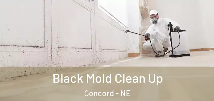  Black Mold Clean Up Concord - NE