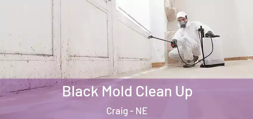  Black Mold Clean Up Craig - NE