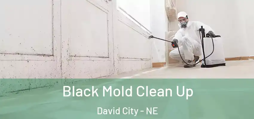  Black Mold Clean Up David City - NE