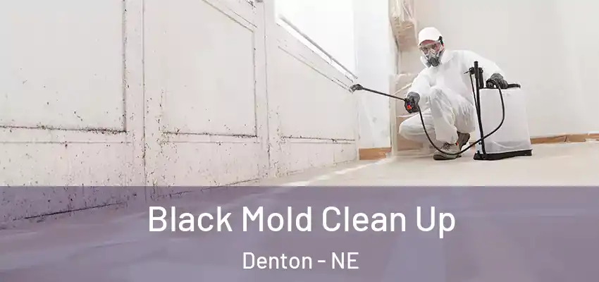  Black Mold Clean Up Denton - NE