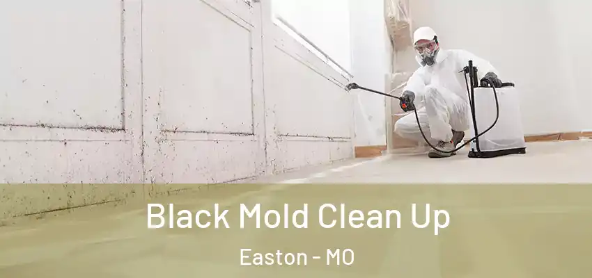  Black Mold Clean Up Easton - MO