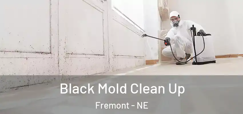  Black Mold Clean Up Fremont - NE