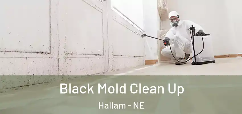  Black Mold Clean Up Hallam - NE