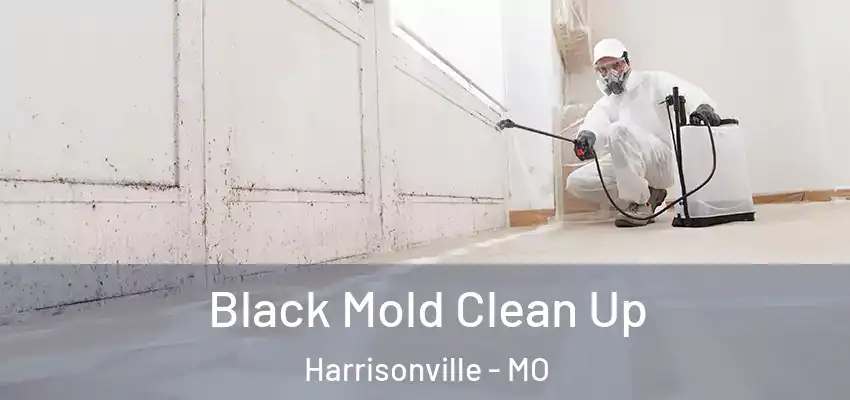  Black Mold Clean Up Harrisonville - MO
