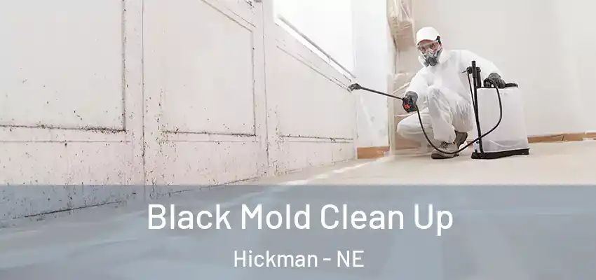  Black Mold Clean Up Hickman - NE