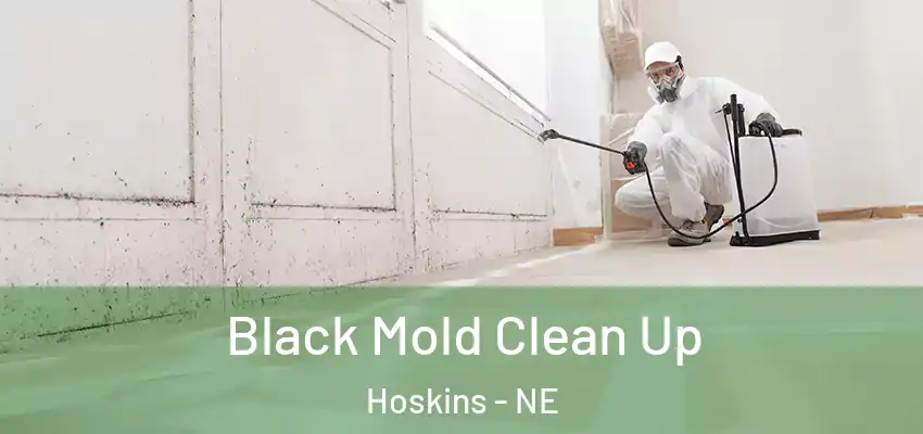  Black Mold Clean Up Hoskins - NE