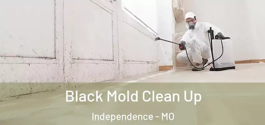 Black Mold Clean Up Independence - MO