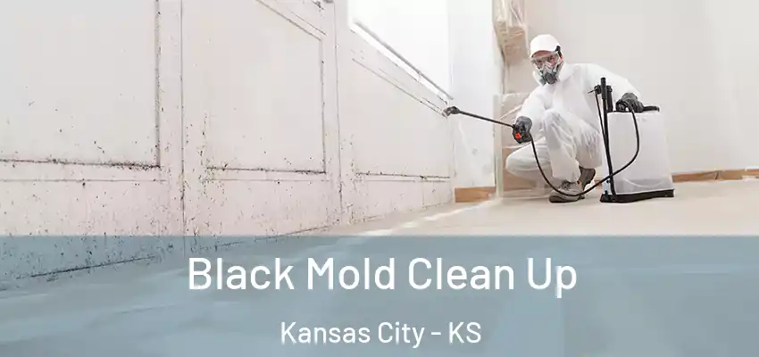 Black Mold Clean Up Kansas City - KS