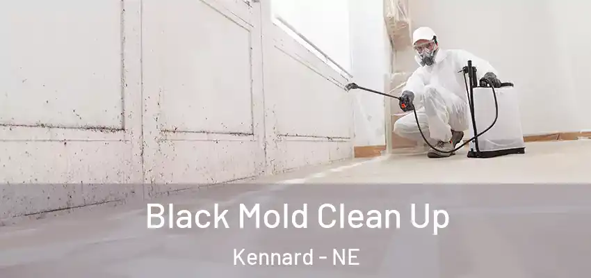  Black Mold Clean Up Kennard - NE