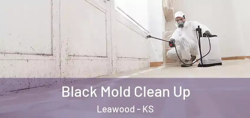  Black Mold Clean Up Leawood - KS