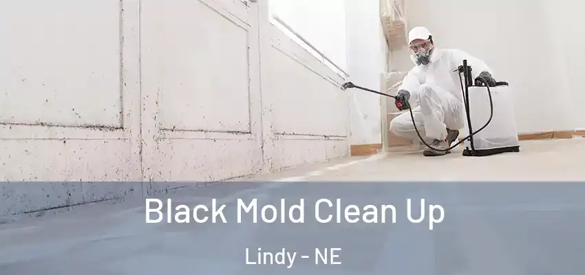  Black Mold Clean Up Lindy - NE