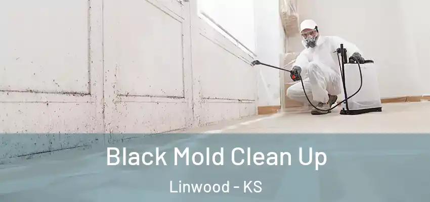 Black Mold Clean Up Linwood - KS