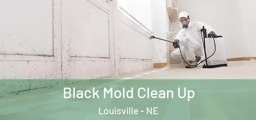  Black Mold Clean Up Louisville - NE