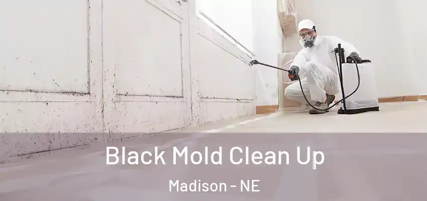 Black Mold Clean Up Madison - NE