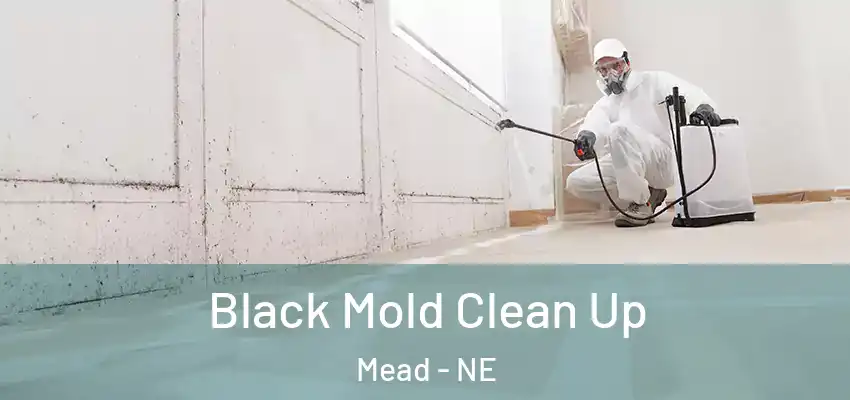  Black Mold Clean Up Mead - NE