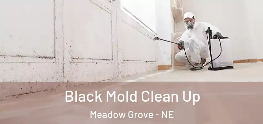  Black Mold Clean Up Meadow Grove - NE