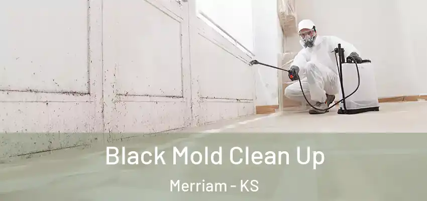  Black Mold Clean Up Merriam - KS