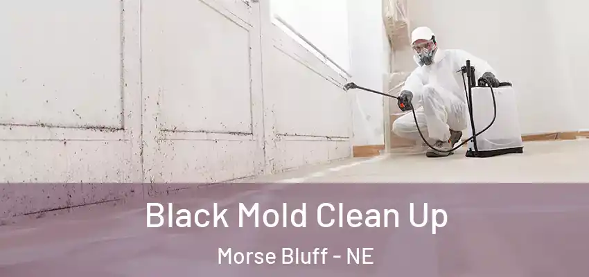 Black Mold Clean Up Morse Bluff - NE