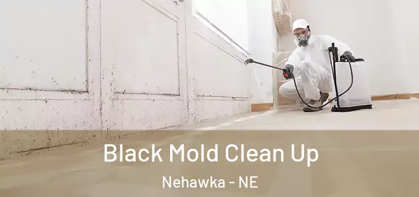  Black Mold Clean Up Nehawka - NE