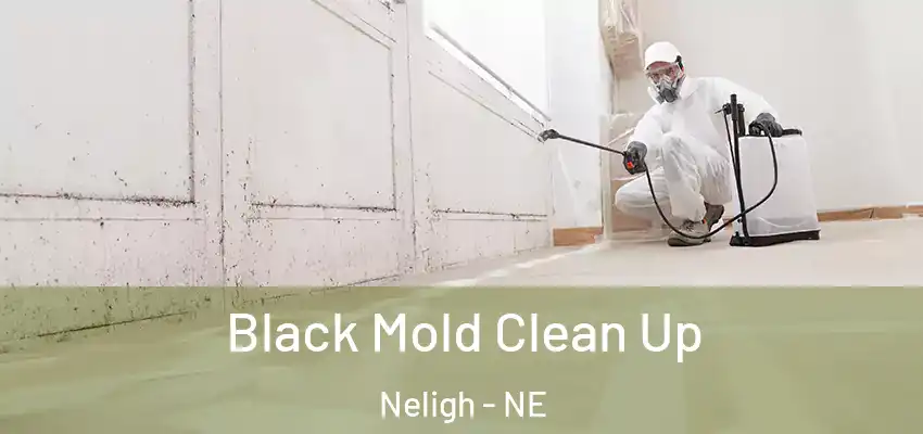 Black Mold Clean Up Neligh - NE