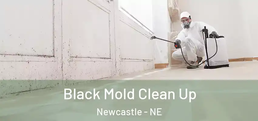  Black Mold Clean Up Newcastle - NE