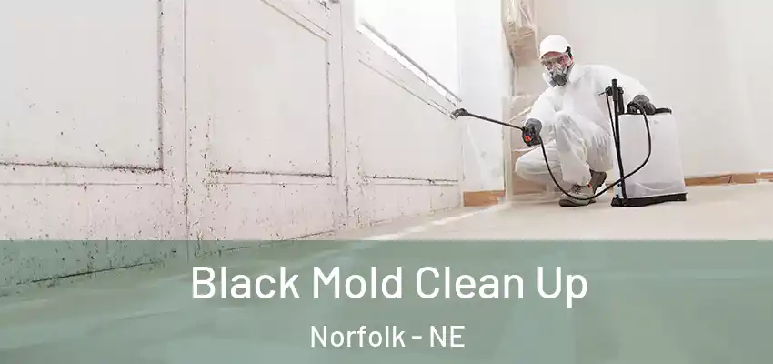  Black Mold Clean Up Norfolk - NE