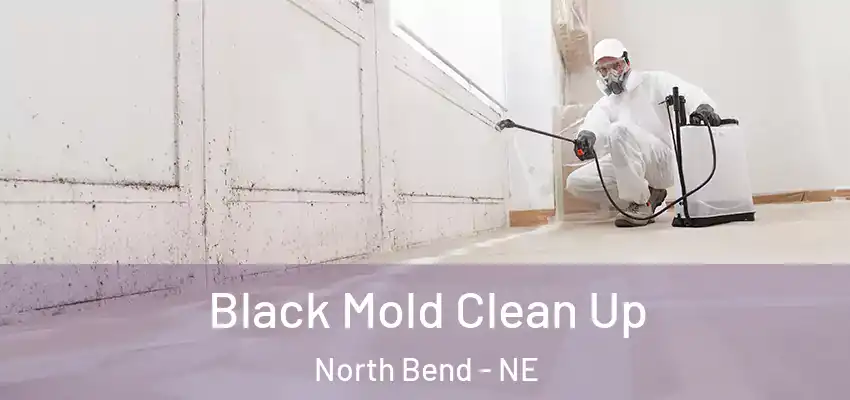  Black Mold Clean Up North Bend - NE