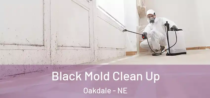  Black Mold Clean Up Oakdale - NE