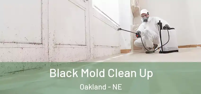  Black Mold Clean Up Oakland - NE