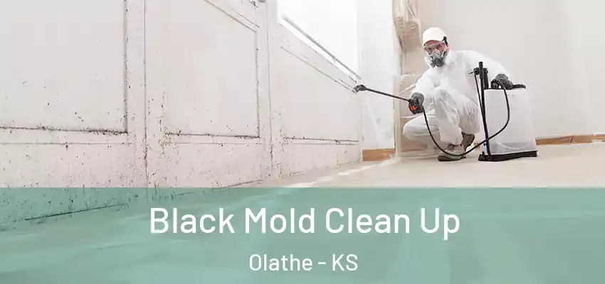  Black Mold Clean Up Olathe - KS