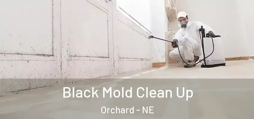  Black Mold Clean Up Orchard - NE