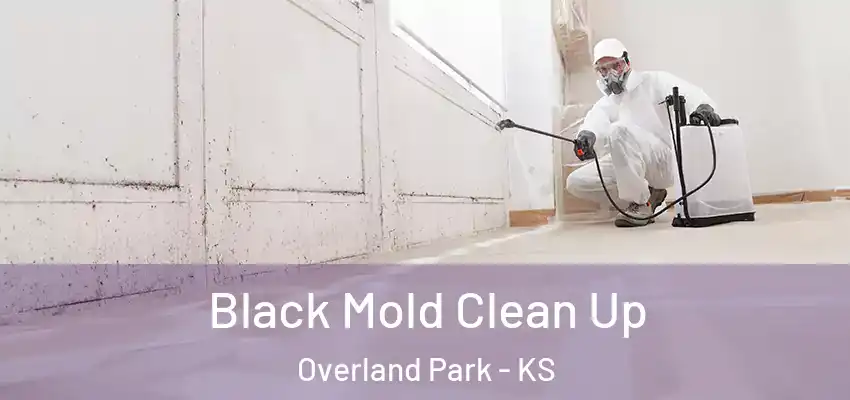  Black Mold Clean Up Overland Park - KS