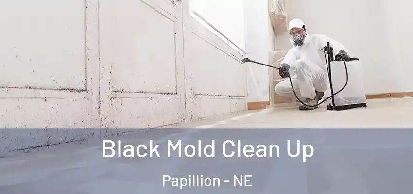 Black Mold Clean Up Papillion - NE