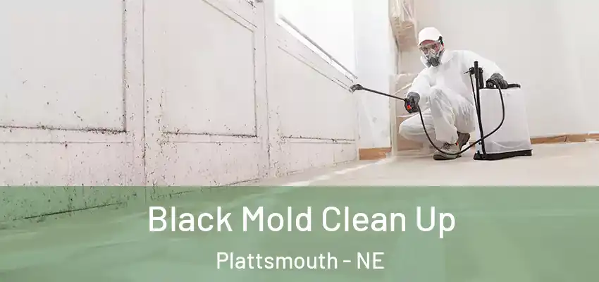  Black Mold Clean Up Plattsmouth - NE