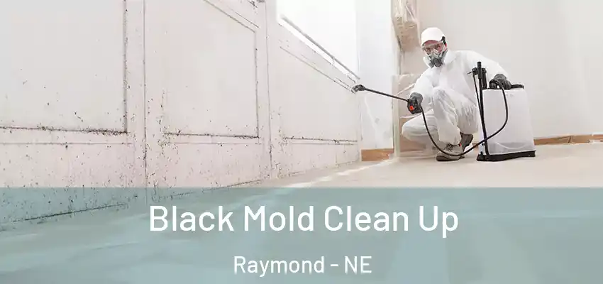  Black Mold Clean Up Raymond - NE