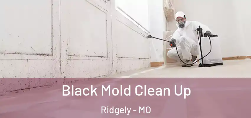  Black Mold Clean Up Ridgely - MO