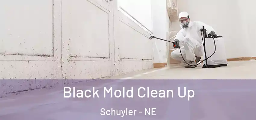  Black Mold Clean Up Schuyler - NE