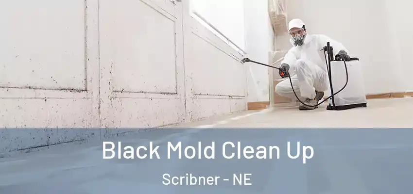 Black Mold Clean Up Scribner - NE