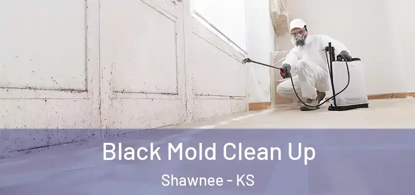 Black Mold Clean Up Shawnee - KS