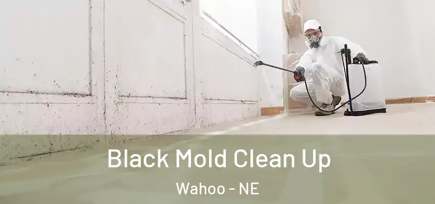 Black Mold Clean Up Wahoo - NE
