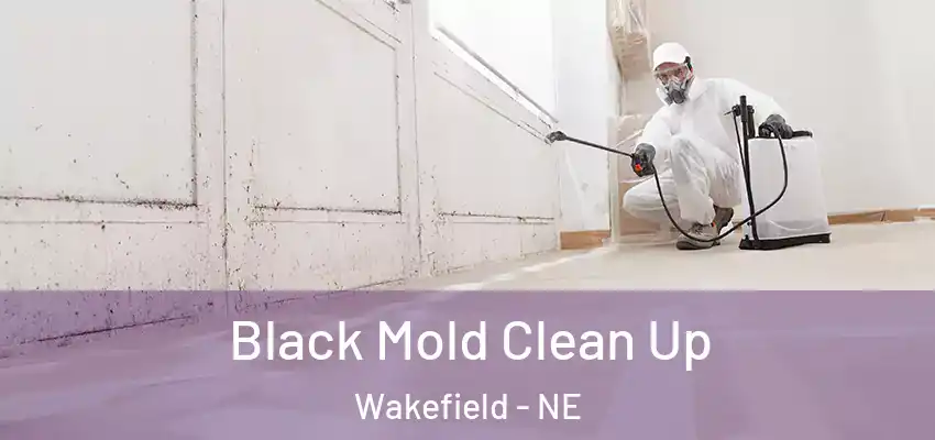 Black Mold Clean Up Wakefield - NE