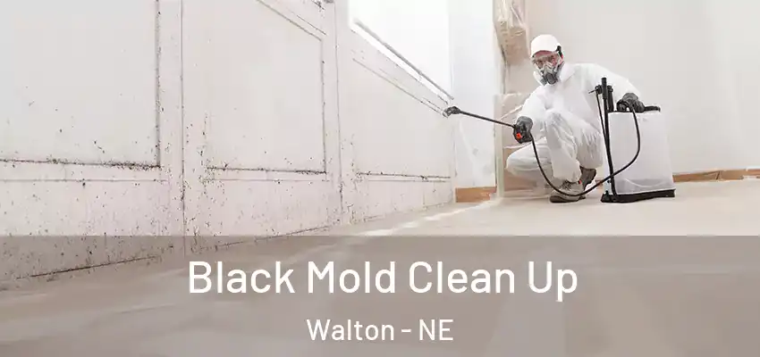 Black Mold Clean Up Walton - NE