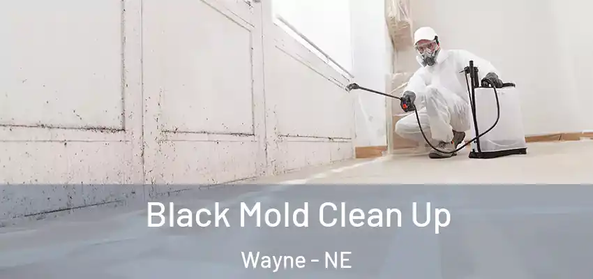  Black Mold Clean Up Wayne - NE